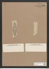 Navicula iridis var. affinis (Ehr.) V.H. (de-Toni-Nr.: Genus 1, Species 552) Zeichnungen Sammlung Grunow Nr. 1093 (NHMW-BOT-W0367654)